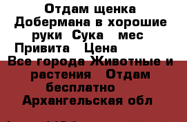 Отдам щенка Добермана в хорошие руки. Сука 5 мес. Привита › Цена ­ 5 000 - Все города Животные и растения » Отдам бесплатно   . Архангельская обл.